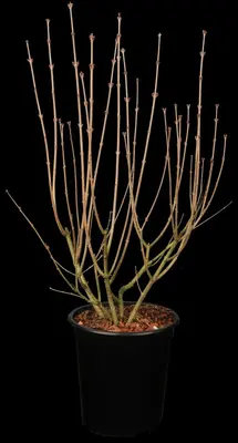 Syringa meyeri (Sering) - afbeelding 4