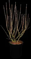 Syringa meyeri (Sering) - afbeelding 4
