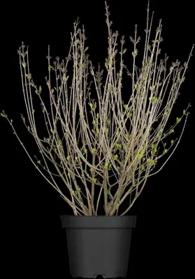 Syringa meyeri (Sering) - afbeelding 1