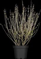 Syringa meyeri (Sering) - afbeelding 1