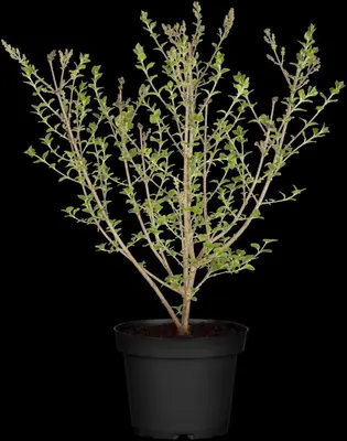 Syringa meyeri (Sering) - afbeelding 6