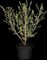Syringa meyeri (Sering) - afbeelding 6