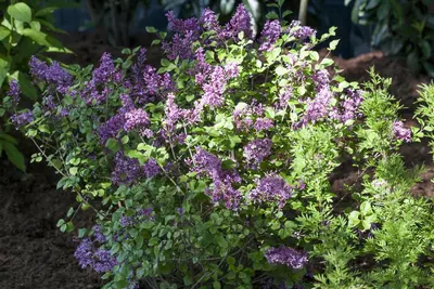 Syringa meyeri (Sering) - afbeelding 5