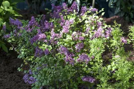 Syringa meyeri (Sering) - afbeelding 5