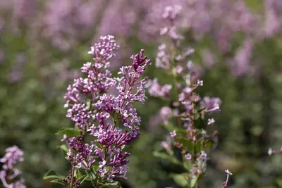 Syringa meyeri (Sering) - afbeelding 8