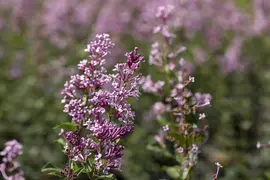 Syringa meyeri (Sering) - afbeelding 8