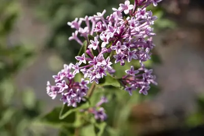 Syringa meyeri (Sering) - afbeelding 9