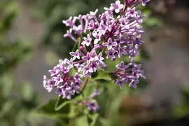 Syringa meyeri (Sering) - afbeelding 9