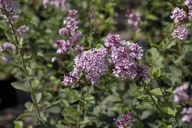Syringa meyeri (Sering) - afbeelding 10