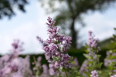 Syringa meyeri (Sering) - afbeelding 11