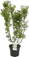 Syringa prestoniae 'Agnes Smith' (Canadese sering) 90cm - afbeelding 1