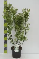 Syringa prestoniae 'Agnes Smith' (Canadese sering) 90cm - afbeelding 3