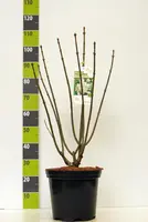 Syringa prestoniae 'Agnes Smith' (Canadese sering) 90cm - afbeelding 2