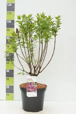 Syringa vulgaris 'Andenken an Ludwig Späth' (Sering) 90cm - afbeelding 3