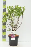 Syringa vulgaris 'Andenken an Ludwig Späth' (Sering) 90cm - afbeelding 3