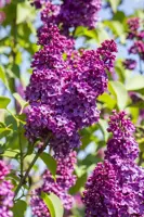 Syringa vulgaris 'Andenken an Ludwig Späth' (Sering) 90cm - afbeelding 4