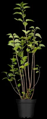 Syringa vulgaris (Gewone sering) - afbeelding 1