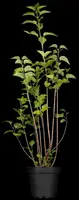 Syringa vulgaris (Gewone sering) - afbeelding 1