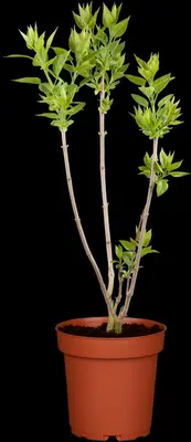 Syringa vulgaris (Gewone sering) - afbeelding 2