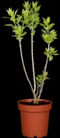 Syringa vulgaris (Gewone sering) - afbeelding 2