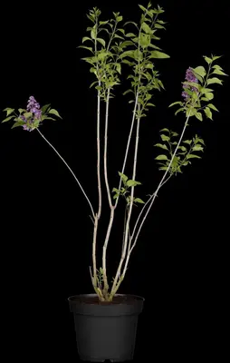 Syringa vulgaris (Gewone sering) - afbeelding 8