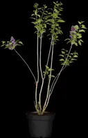 Syringa vulgaris (Gewone sering) - afbeelding 8