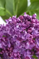 Syringa vulgaris (Gewone sering) - afbeelding 3