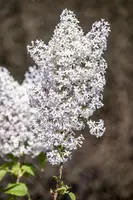 Syringa vulgaris (Gewone sering) - afbeelding 7