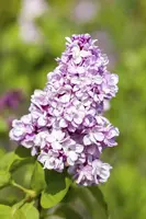 Syringa vulgaris (Gewone sering) - afbeelding 9