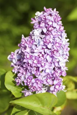 Syringa vulgaris (Gewone sering) - afbeelding 10