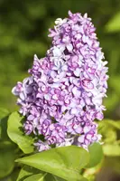 Syringa vulgaris (Gewone sering) - afbeelding 10