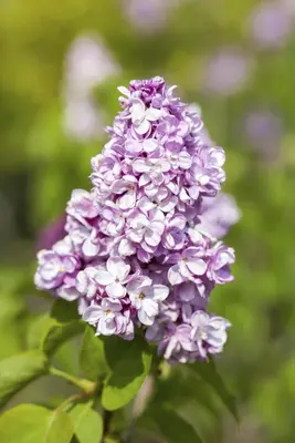 Syringa vulgaris (Gewone sering) - afbeelding 11