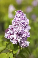 Syringa vulgaris (Gewone sering) - afbeelding 11