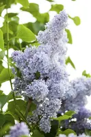 Syringa vulgaris (Gewone sering) - afbeelding 12