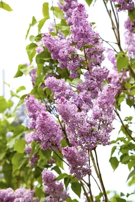 Syringa vulgaris (Gewone sering) - afbeelding 14