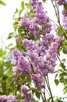 Syringa vulgaris (Gewone sering) - afbeelding 14
