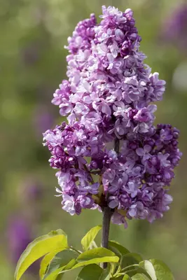 Syringa vulgaris (Gewone sering) - afbeelding 16