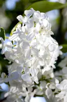 Syringa vulgaris (Gewone sering) - afbeelding 17
