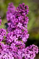 Syringa vulgaris (Gewone sering) - afbeelding 18