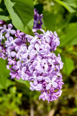 Syringa vulgaris (Gewone sering) - afbeelding 19