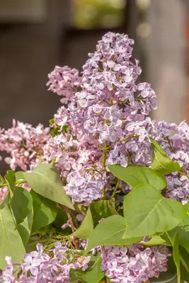 Syringa vulgaris (Gewone sering) - afbeelding 20