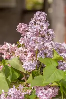 Syringa vulgaris (Gewone sering) - afbeelding 20
