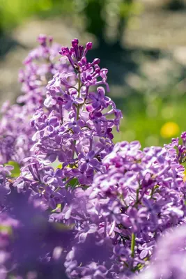 Syringa vulgaris (Gewone sering) - afbeelding 23
