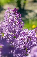 Syringa vulgaris (Gewone sering) - afbeelding 23