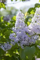 Syringa vulgaris (Gewone sering) - afbeelding 27
