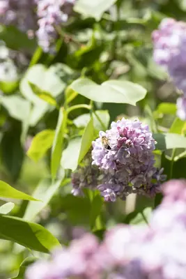Syringa vulgaris (Gewone sering) - afbeelding 30