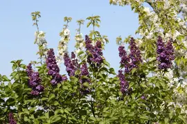 Syringa vulgaris (Gewone sering) - afbeelding 31