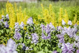 Syringa vulgaris (Gewone sering) - afbeelding 4