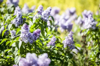 Syringa vulgaris (Gewone sering) - afbeelding 5