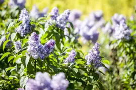 Syringa vulgaris (Gewone sering) - afbeelding 5